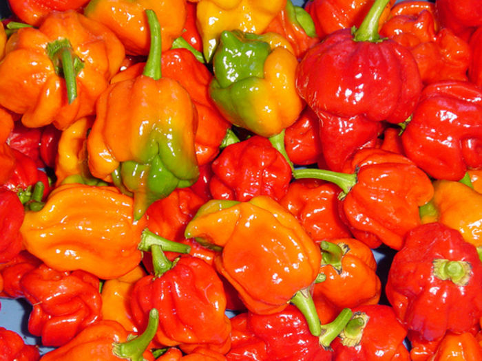 ardei TRINIDAD SCORPION BUTCH