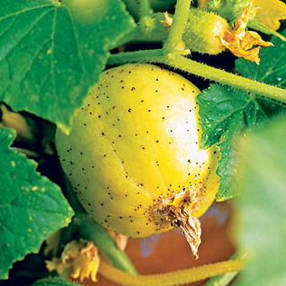 castravete lemon 2