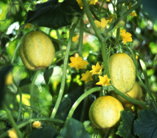 castravete lemon 3
