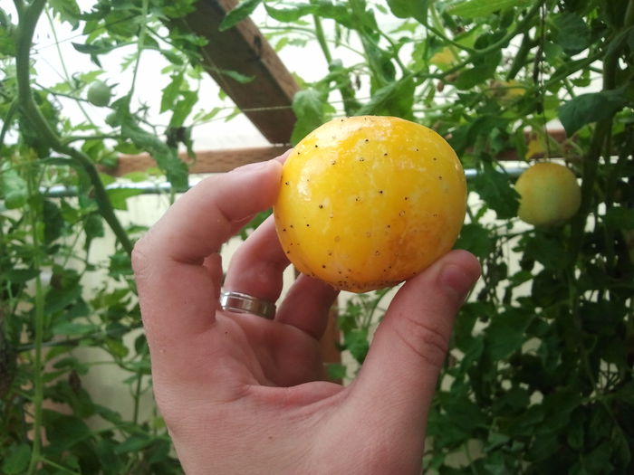 castravete lemon 5