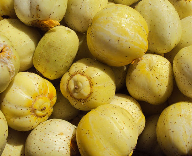 castravete lemon 6