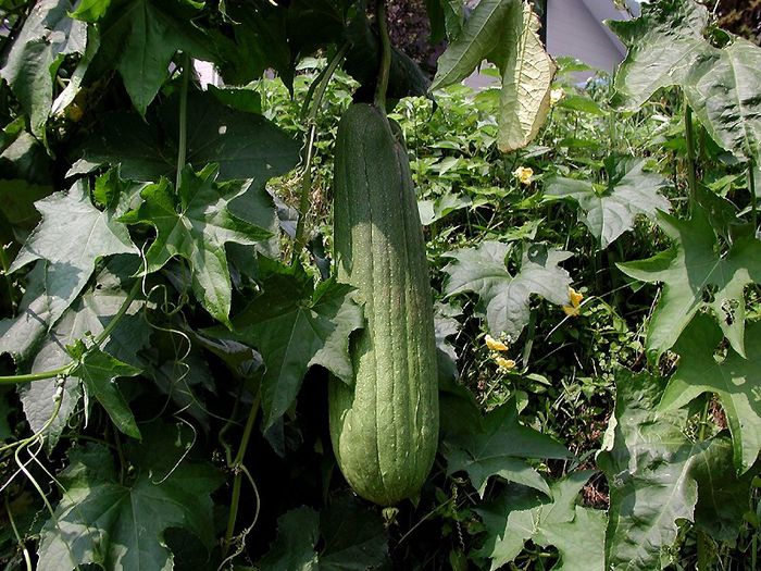 castravete lufa 2