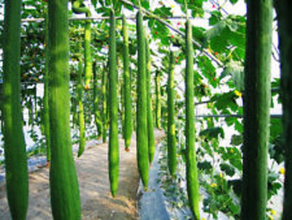 castravete lufa 5