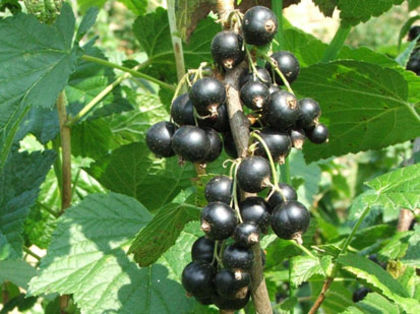 coacaz 3