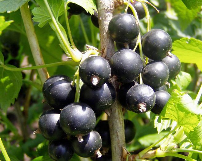 coacaz 5