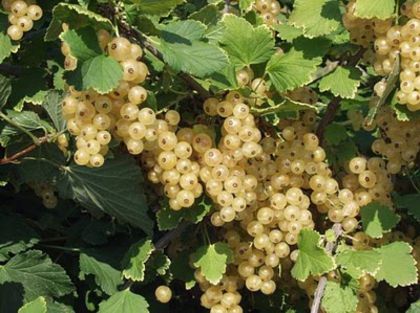 coacaz 7