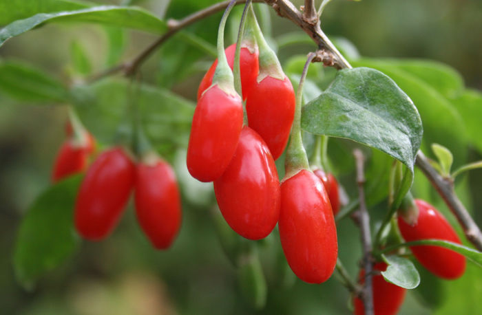 goji 3