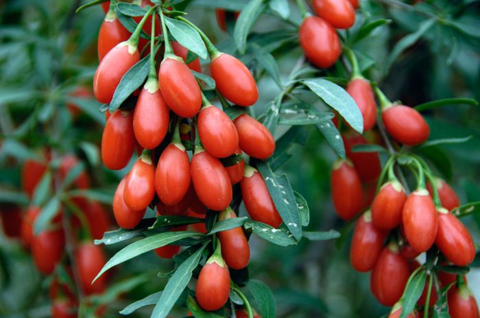 goji 5
