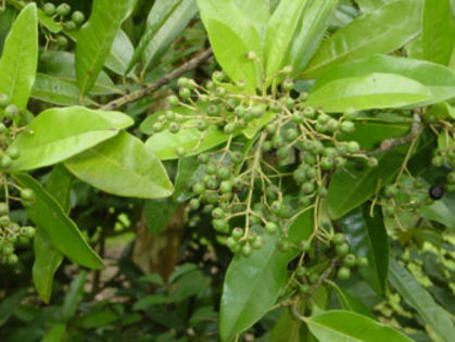IENIBAHR 1