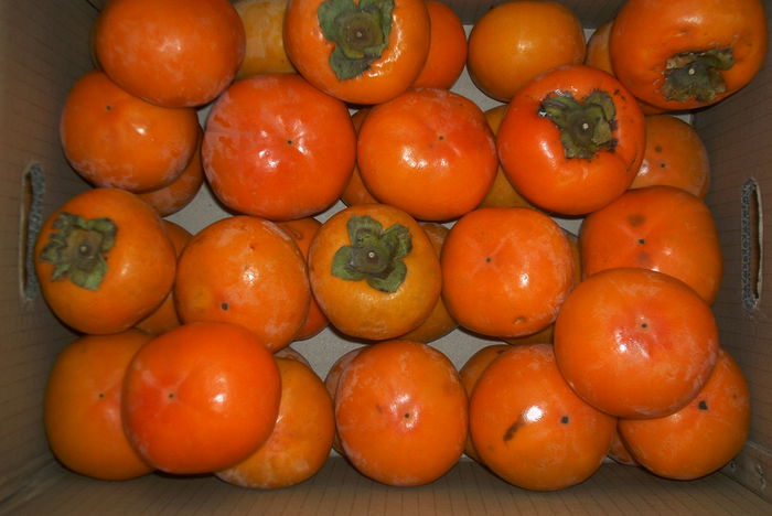 kaki 5