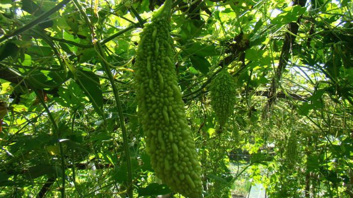 MOMORDICA CHARANTIA 2