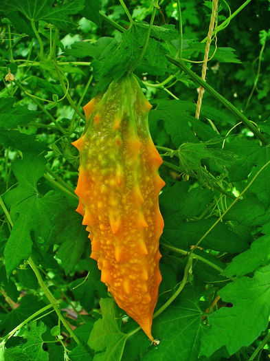 MOMORDICA CHARANTIA 4