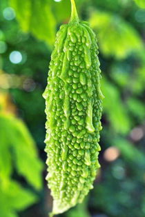 MOMORDICA CHARANTIA 6