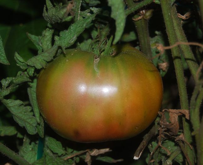 ROSII ANANAS NEGRU 5