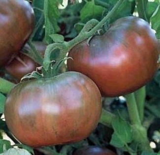 ROSII CHEROKEE PURPLE 4