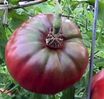 ROSII CHEROKEE PURPLE 6