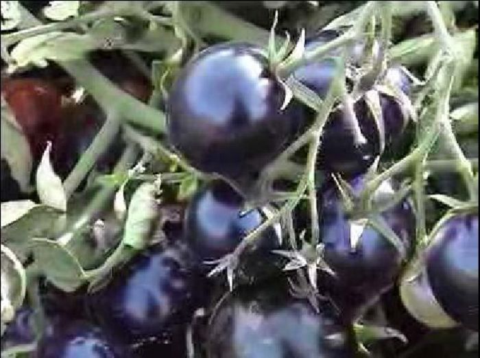ROSII CHERRY NEGRE