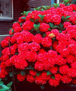 hortensie hot red, ok; starkl
