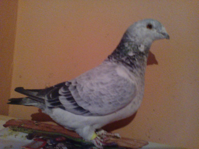 CUCA FEMELA 2009 FOTO 1; DE VINZARE 200 LEI
