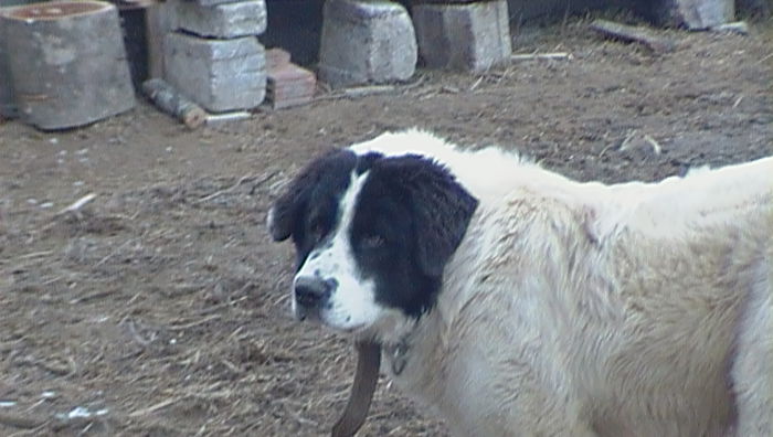 SAM_0319; ursu 8luni si 2 saptamani
