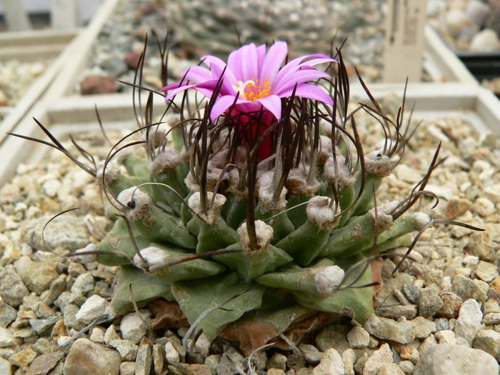 turbinicarpus_alonsoi_03.09 - genul Turbinicarpus