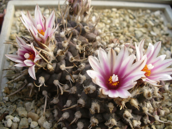 turbinicarpus_bonatzi