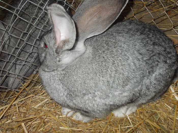 DSCN0240 - Expo asociatia SOMES editia a 2-a