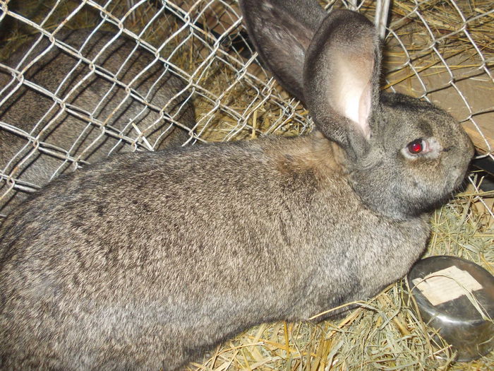 DSCN0241 - Expo asociatia SOMES editia a 2-a