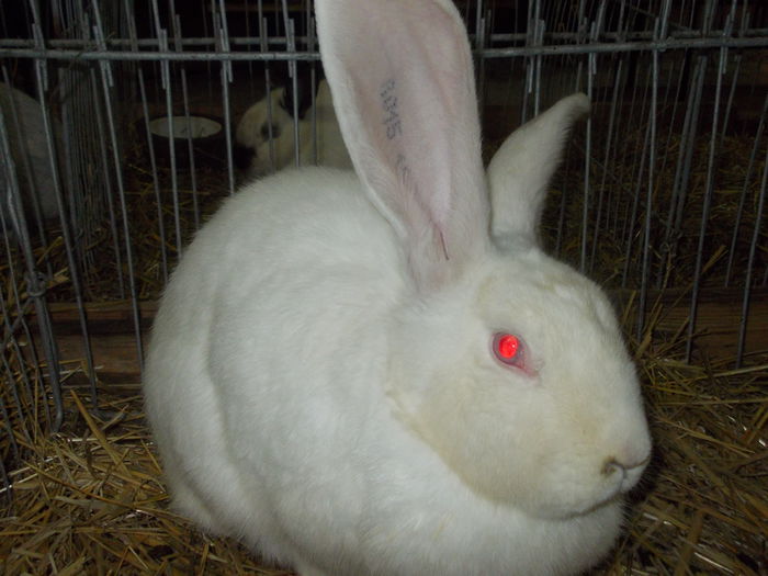 DSCN0243 - Expo asociatia SOMES editia a 2-a