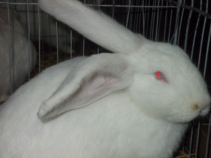 DSCN0244 - Expo asociatia SOMES editia a 2-a