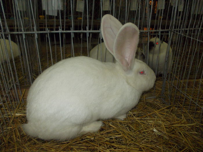 DSCN0245 - Expo asociatia SOMES editia a 2-a