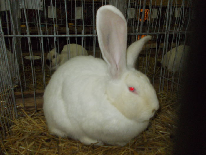 DSCN0246 - Expo asociatia SOMES editia a 2-a