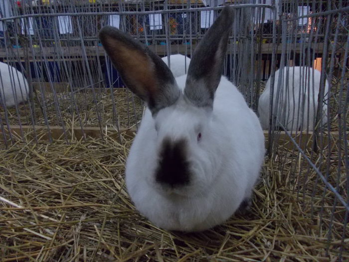 DSCN0247 - Expo asociatia SOMES editia a 2-a