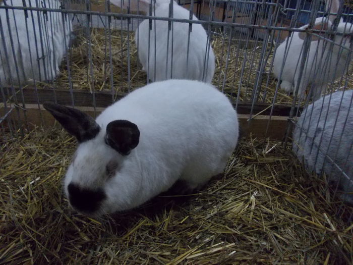 DSCN0248 - Expo asociatia SOMES editia a 2-a