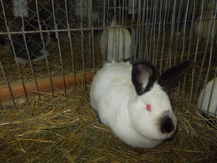 DSCN0249 - Expo asociatia SOMES editia a 2-a