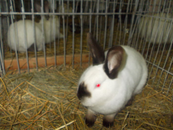 DSCN0252 - Expo asociatia SOMES editia a 2-a