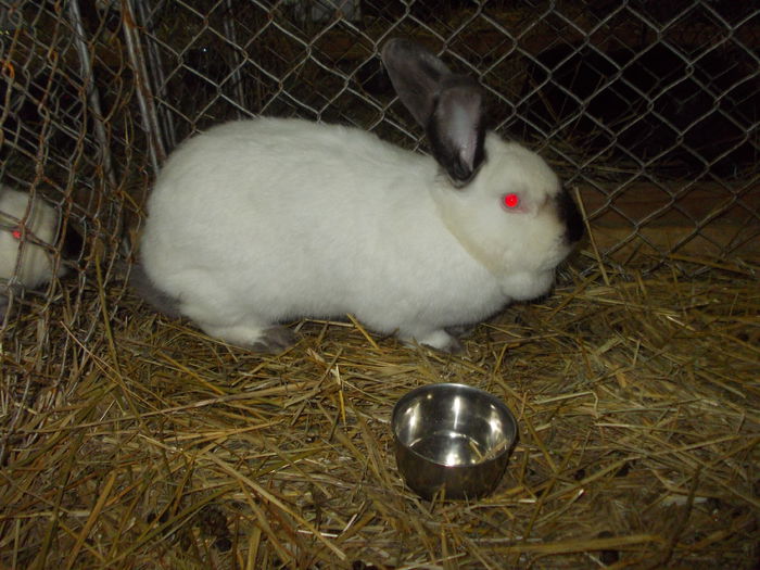 DSCN0254 - Expo asociatia SOMES editia a 2-a