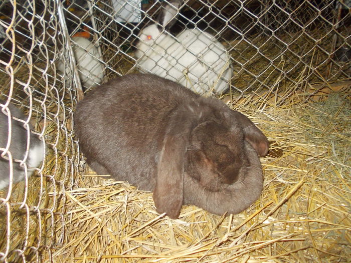 DSCN0274