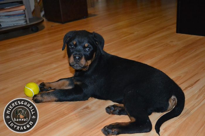 Pui Rottweiler de vanzare - ROTTWEILER