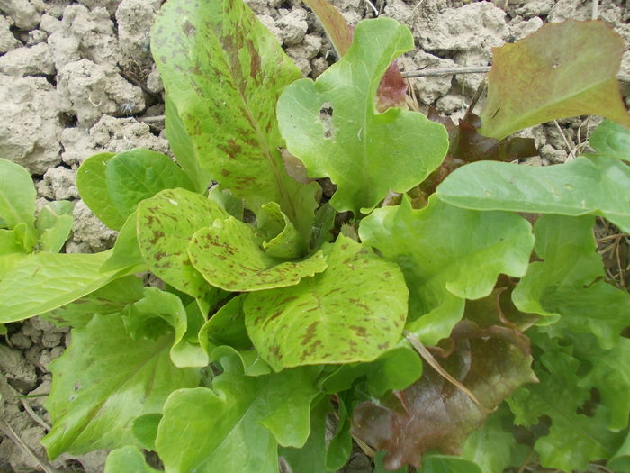 DSCN2937 - diverse soiuri de salate