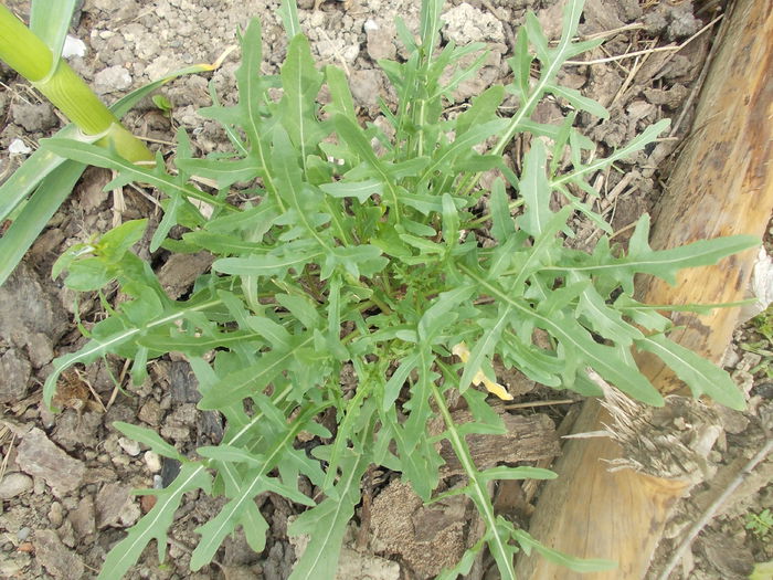 rucola perena - diverse soiuri de salate