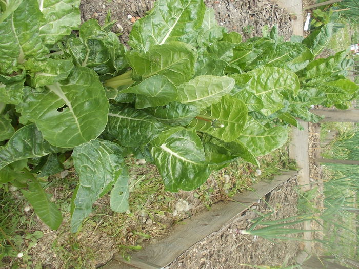 swiss chard silver