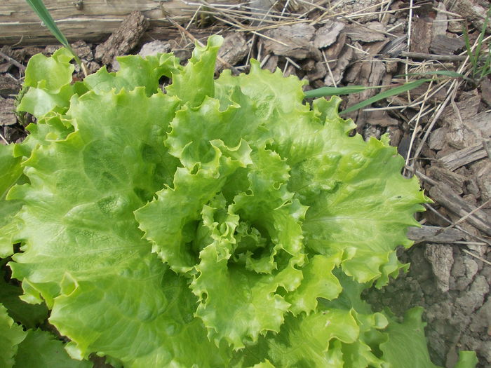 DSCN2954 - diverse soiuri de salate