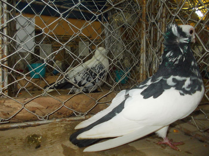 DSCN0331