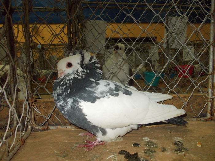 DSCN0332