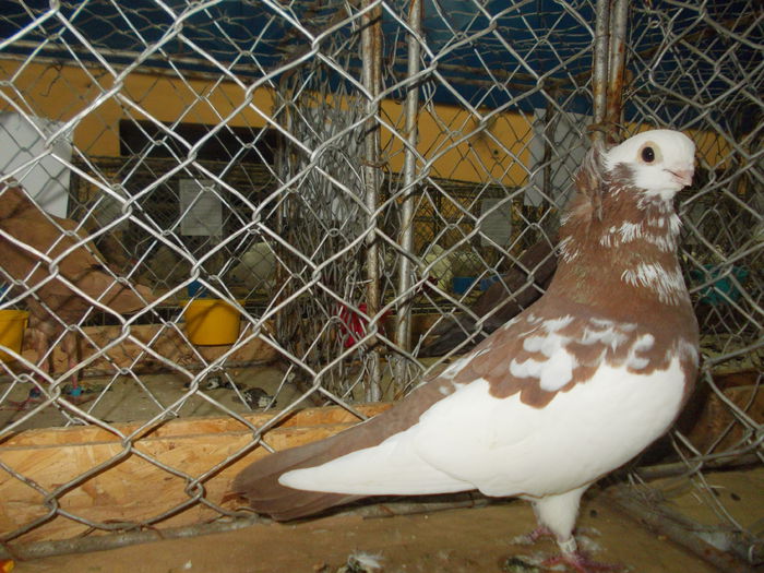 DSCN0334