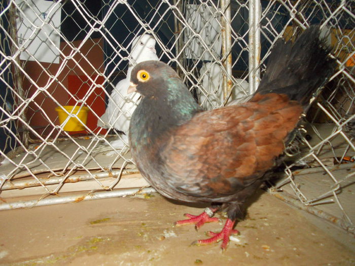 DSCN0337