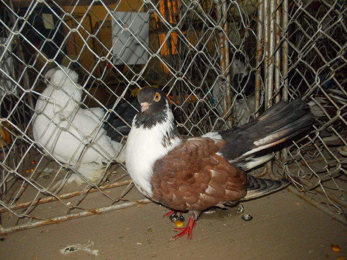 DSCN0342