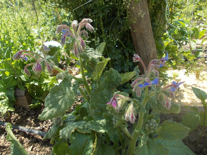 limba mielului - plante aromatice