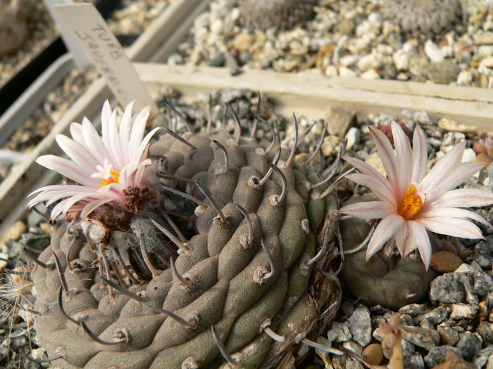 turbinicarpus_jauernigii